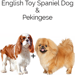 English Toy Spanese Dog